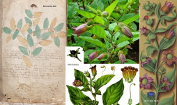 voynich%2Bbelladonna.png