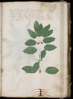 manuscrito049.jpg