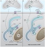 nihms313890f1.jpg