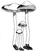 Panaeolussubbalteatus.jpg