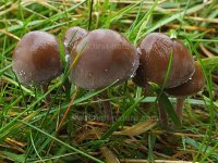 panaeolus-fimicola5.jpg