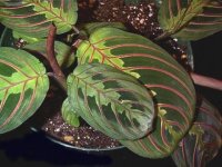 maranta1.jpg