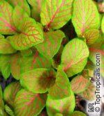 Fittonia_verschaffeltii2709s.jpg