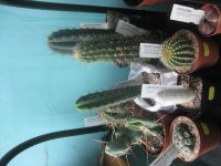 New_plants20160706.JPG