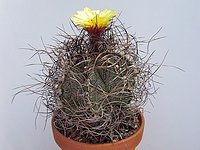 Astrophytum_capricorne_var_minor_05_200x150.JPG