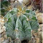 astrophytum-ornatum-seeds.jpg
