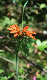 DSC_1550.jpg