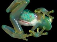 glass-frog-300x222.jpg