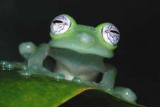 transparent-glass-frog.jpg