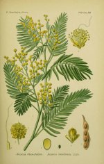 acacia%2Bdealbata-1.jpg