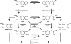 Figure-1-Schematic-representation-of-the-main-metabolic-pathways-of-MDMA-modified-from.png