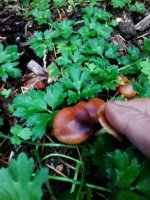 IMG_20161019_165216.jpg