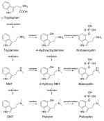psilocybin-biosynthesis-grid.png