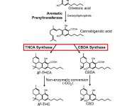 cannabis-genome-drpage-2-02-17-1.jpg