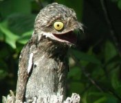 Potoo-weird-funny-bird-big-eyes-big-mouth.jpg