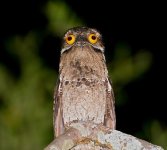 Potoo-weird-funny-bird-big-eyes-Gormless.jpg