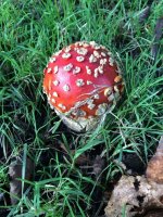 Amanita2.jpg