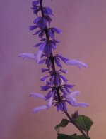 salvia2.jpg