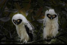 spectacled_owl_nda-2.jpg
