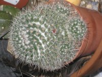 16121901+Mammilaria1.JPG