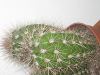 16121903+Pachycereus1.JPG