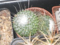 16121904+Mammilaria2.JPG