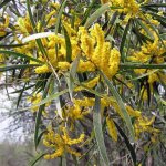 acacia-acuminatar-2.jpg