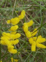 Acacia-acuminata-main.jpg