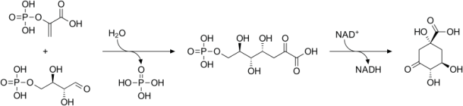 800px-Shikimate_pathway_1svg.png