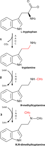DMT_biosynthetic_pathway.png
