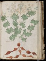 manuscrito115.jpg