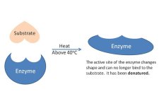 Denatured-enzyme20161028-31422-qcgle0.jpg