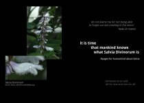 salvia-it-is-time.jpg