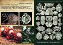 biology-virgin-birth.jpg