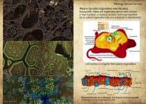 biology-metaspace-cells-membranes.jpg