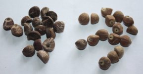 Two_different_Strains_small.jpg