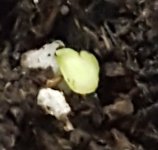 seedling-crop.jpg