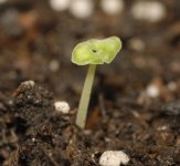 20170616-seedling01-crop01.jpg