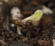 20170616-seedling02-crop01.jpg