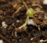 20170617-seedling2-01.jpg