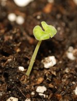 20170618-seedling01-01.jpg