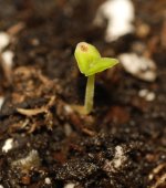 20170618-seedling02-01.jpg
