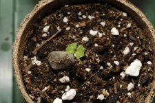 20170621-seedling01-overhead.jpg