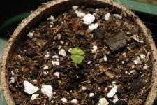 20170621-seedling02-overhead.jpg