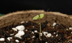 20170623-seedling02-profile01.jpg