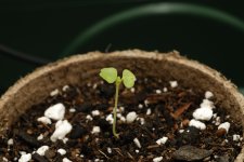 20170626-seedling02-02.jpg