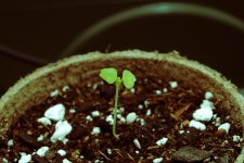 20170626-seedling02-02.jpg