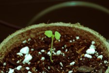 20170626-seedling02-02.jpg