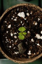 20170629-seedling01-top.jpg