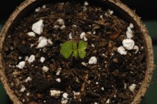 20170629-seedling02-top.jpg